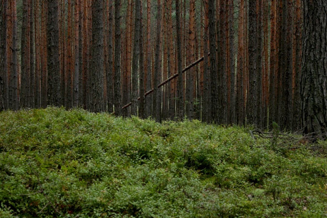 © Ansgar Gilster